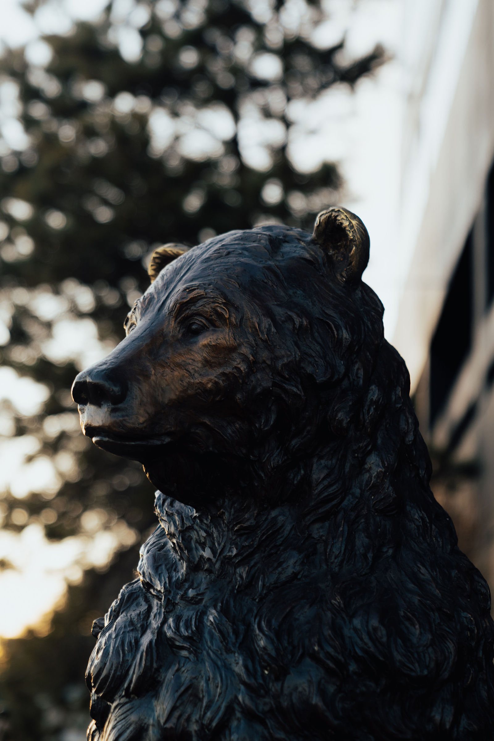 Bronze bear sculpture portrait against the facade